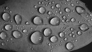 Preview wallpaper leaf, drops, water, reflection, macro, black and white