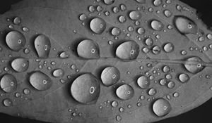 Preview wallpaper leaf, drops, water, reflection, macro, black and white