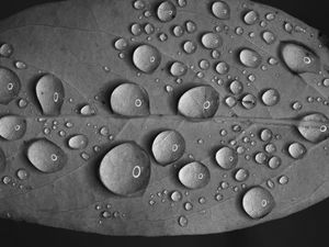 Preview wallpaper leaf, drops, water, reflection, macro, black and white