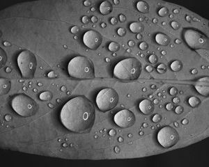 Preview wallpaper leaf, drops, water, reflection, macro, black and white