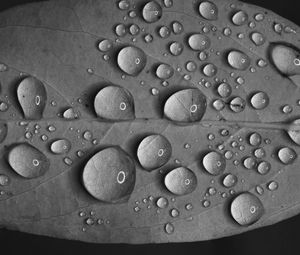 Preview wallpaper leaf, drops, water, reflection, macro, black and white