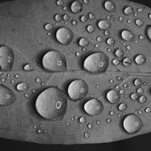 Preview wallpaper leaf, drops, water, reflection, macro, black and white