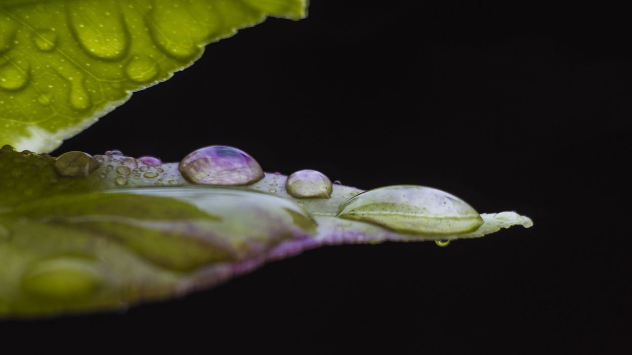 Wallpaper leaf, drops, water, darkness, macro