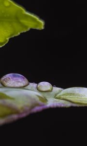 Preview wallpaper leaf, drops, water, darkness, macro