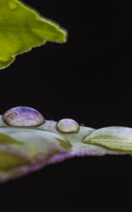 Preview wallpaper leaf, drops, water, darkness, macro