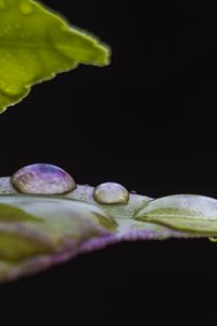 Preview wallpaper leaf, drops, water, darkness, macro