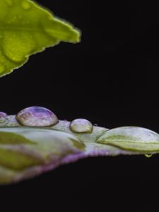 Preview wallpaper leaf, drops, water, darkness, macro