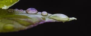 Preview wallpaper leaf, drops, water, darkness, macro