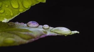 Preview wallpaper leaf, drops, water, darkness, macro