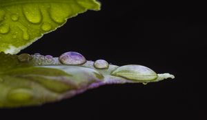 Preview wallpaper leaf, drops, water, darkness, macro