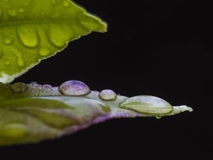 Preview wallpaper leaf, drops, water, darkness, macro