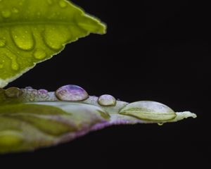 Preview wallpaper leaf, drops, water, darkness, macro