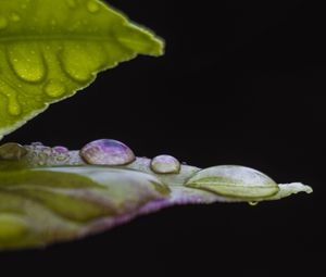 Preview wallpaper leaf, drops, water, darkness, macro