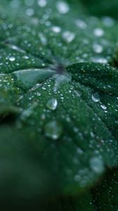 Preview wallpaper leaf, drops, water, dew, macro, green