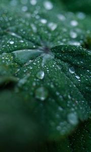 Preview wallpaper leaf, drops, water, dew, macro, green