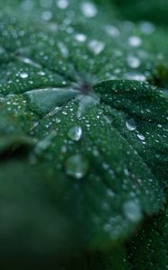 Preview wallpaper leaf, drops, water, dew, macro, green