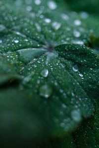 Preview wallpaper leaf, drops, water, dew, macro, green