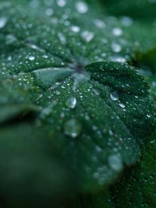 Preview wallpaper leaf, drops, water, dew, macro, green