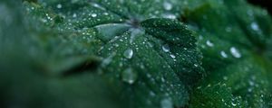 Preview wallpaper leaf, drops, water, dew, macro, green