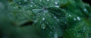 Preview wallpaper leaf, drops, water, dew, macro, green