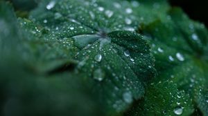 Preview wallpaper leaf, drops, water, dew, macro, green