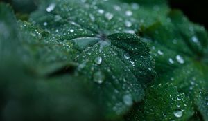 Preview wallpaper leaf, drops, water, dew, macro, green