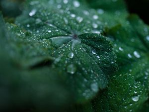 Preview wallpaper leaf, drops, water, dew, macro, green