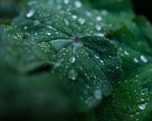 Preview wallpaper leaf, drops, water, dew, macro, green