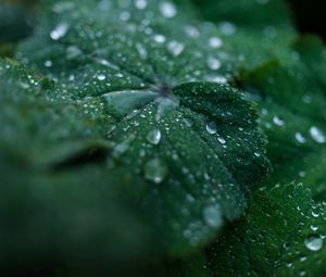 Preview wallpaper leaf, drops, water, dew, macro, green