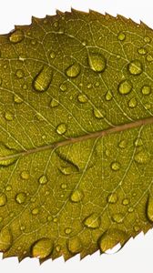 Preview wallpaper leaf, drops, water, veins, macro