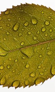 Preview wallpaper leaf, drops, water, veins, macro