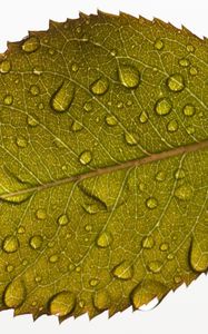 Preview wallpaper leaf, drops, water, veins, macro