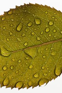 Preview wallpaper leaf, drops, water, veins, macro