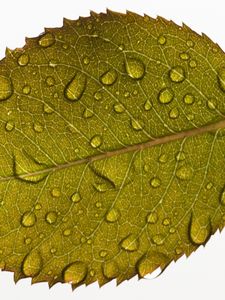 Preview wallpaper leaf, drops, water, veins, macro