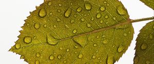 Preview wallpaper leaf, drops, water, veins, macro