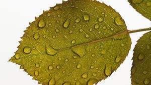 Preview wallpaper leaf, drops, water, veins, macro