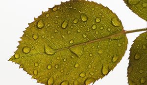 Preview wallpaper leaf, drops, water, veins, macro