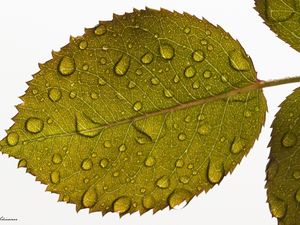 Preview wallpaper leaf, drops, water, veins, macro