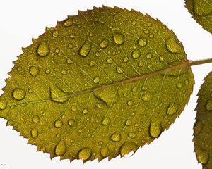 Preview wallpaper leaf, drops, water, veins, macro
