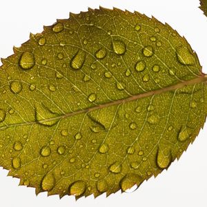 Preview wallpaper leaf, drops, water, veins, macro