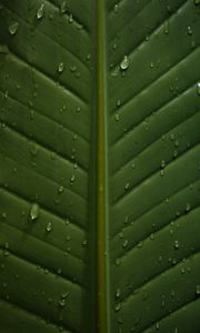 Preview wallpaper leaf, drops, wet, veins, macro, closeup