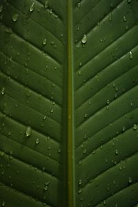 Preview wallpaper leaf, drops, wet, veins, macro, closeup