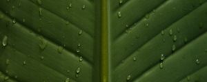 Preview wallpaper leaf, drops, wet, veins, macro, closeup