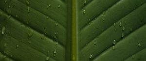 Preview wallpaper leaf, drops, wet, veins, macro, closeup