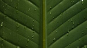 Preview wallpaper leaf, drops, wet, veins, macro, closeup