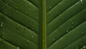 Preview wallpaper leaf, drops, wet, veins, macro, closeup