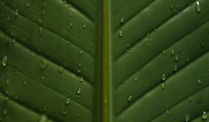 Preview wallpaper leaf, drops, wet, veins, macro, closeup