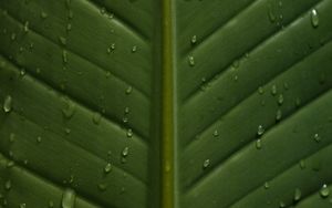 Preview wallpaper leaf, drops, wet, veins, macro, closeup