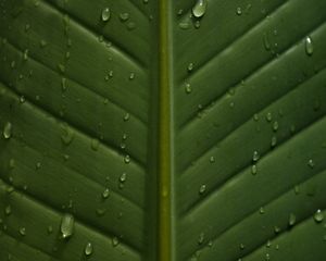 Preview wallpaper leaf, drops, wet, veins, macro, closeup