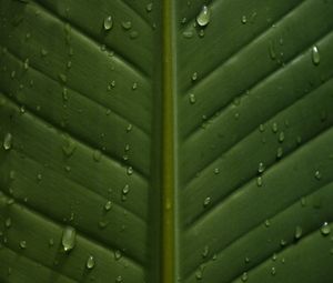 Preview wallpaper leaf, drops, wet, veins, macro, closeup
